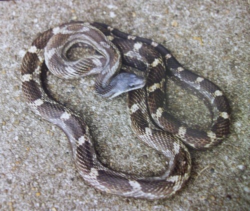 Central Ratsnake, photo 5 of 10