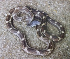 Eastern Rat Snake photo 4