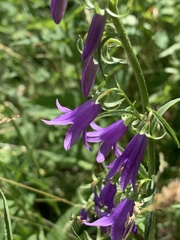 Campanula rapunculoides