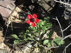 Ranunculus asiaticus