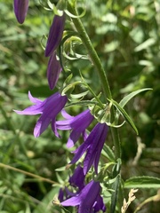 Campanula rapunculoides