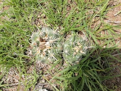 Coryphantha ottonis