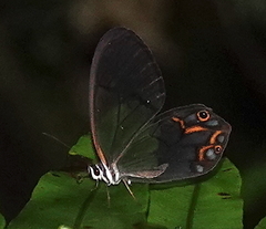 Pseudohaetera hypaesia