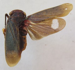 Acraephia perspicillata