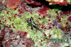 Pareques acuminatus