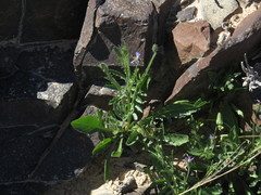 Volutaria crupinoides