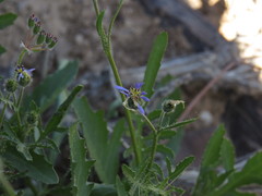 Volutaria crupinoides