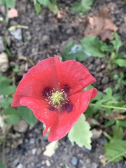 Papaver somniferum