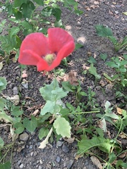 Papaver somniferum