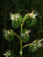 Phacelia imbricata