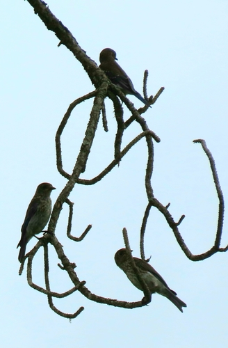Sialia sialis image