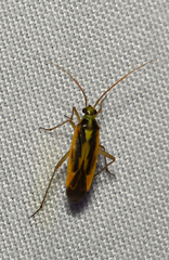 Stenotus