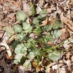 Geum canadense texanum