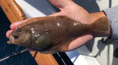 Citharichthys sordidus