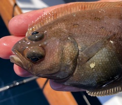 Citharichthys sordidus