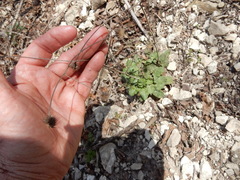 Geum canadense texanum