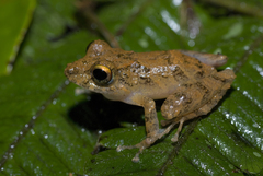 Pristimantis cerasinus
