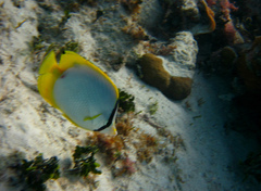 Chaetodon ocellatus