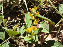 Crotalaria mitchellii