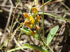 Crotalaria mitchellii