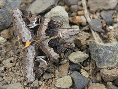 Drasteria divergens