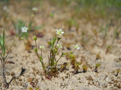 Sagina decumbens