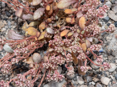 Calyptridium roseum