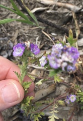 Phacelia franklinii
