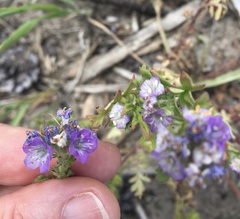 Phacelia franklinii