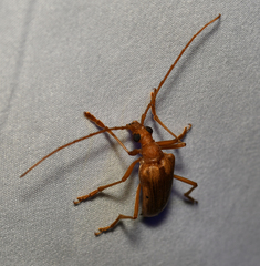Centrodera