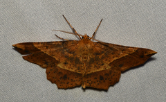 Euchlaena tigrinaria