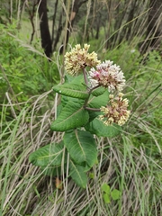 Asclepias otarioides
