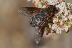 Chrysanthrax vanus