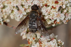 Chrysanthrax vanus