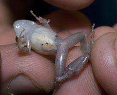 Pristimantis cerasinus