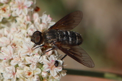 Chrysanthrax vanus