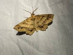 Euchlaena tigrinaria