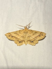 Euchlaena tigrinaria