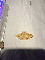 Euchlaena tigrinaria