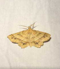 Euchlaena tigrinaria