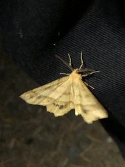 Euchlaena tigrinaria