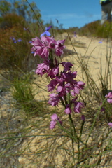 Erica corifolia bracteata