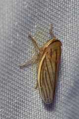 Athysanus argentarius