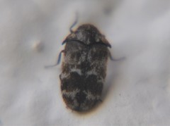 Trogoderma sternale aspericolle