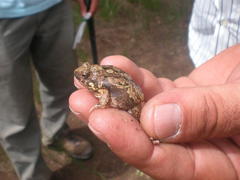 Physalaemus biligonigerus