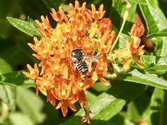 Megachile