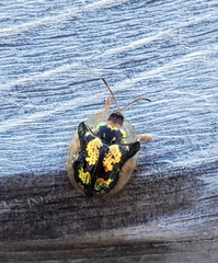 Deloyala guttata