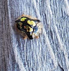 Deloyala guttata