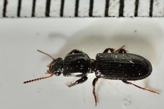 Clivina vagans