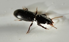 Clivina vagans